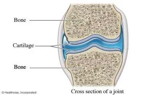 <p><strong>Cartilage</strong></p>