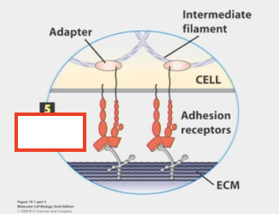 <ul><li><p>cells sticking to a non-membrane surface (the ECM)</p></li><li><p>adhesion receptors or CAMs stick to ECM and get information from it</p><ul><li><p>ECM released by other cells to send info</p></li></ul></li></ul><p></p>