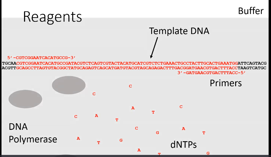 <p>The target DNA, DNA primers, DNA polymerase, free nucleotide bases, and a buffer solution</p>