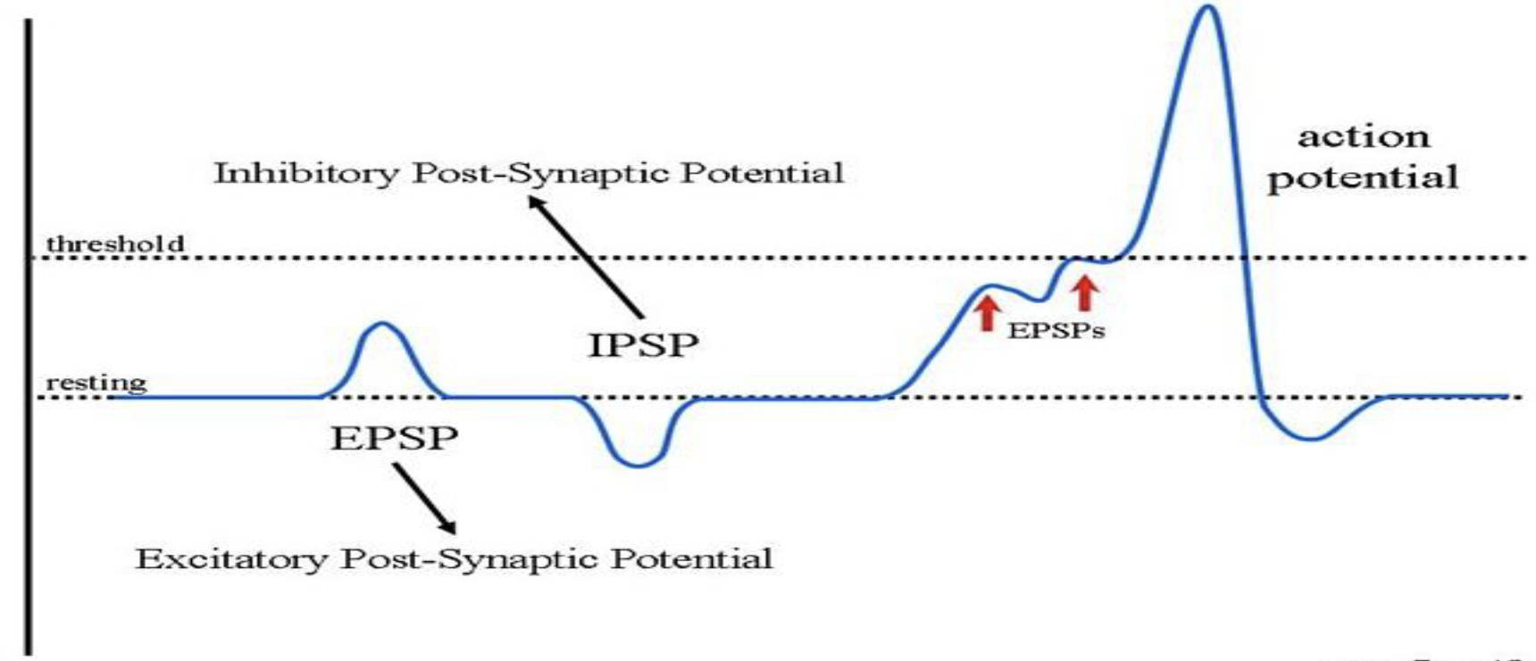 <ul><li><p>What is an <strong><em>inhibitory</em></strong> graded potential?</p></li><li><p>What is an <strong><em>excitatory</em></strong> graded potential?</p></li></ul><p></p>