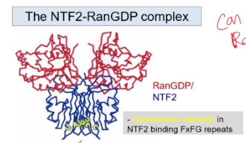<p>nuclear transport factor 2, 15kDadimeric protein, transport receptor, recycles RanGDP to nucleus, can bind 2 RanGDP molecules via their switch II regions</p>