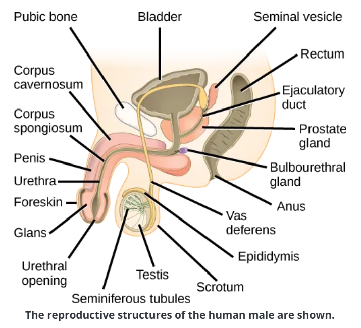 <p>houses testicles + passage for blood vessels, nerves, muscles</p>