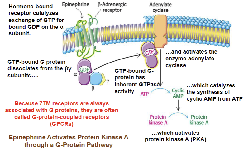 <p>Activates protein kinase A though G-protein pathway</p>