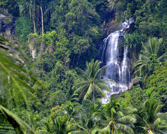 <p>The biome with the greatest biodiversity on the planet, poor soil, over 400 cm of rain per year.</p>