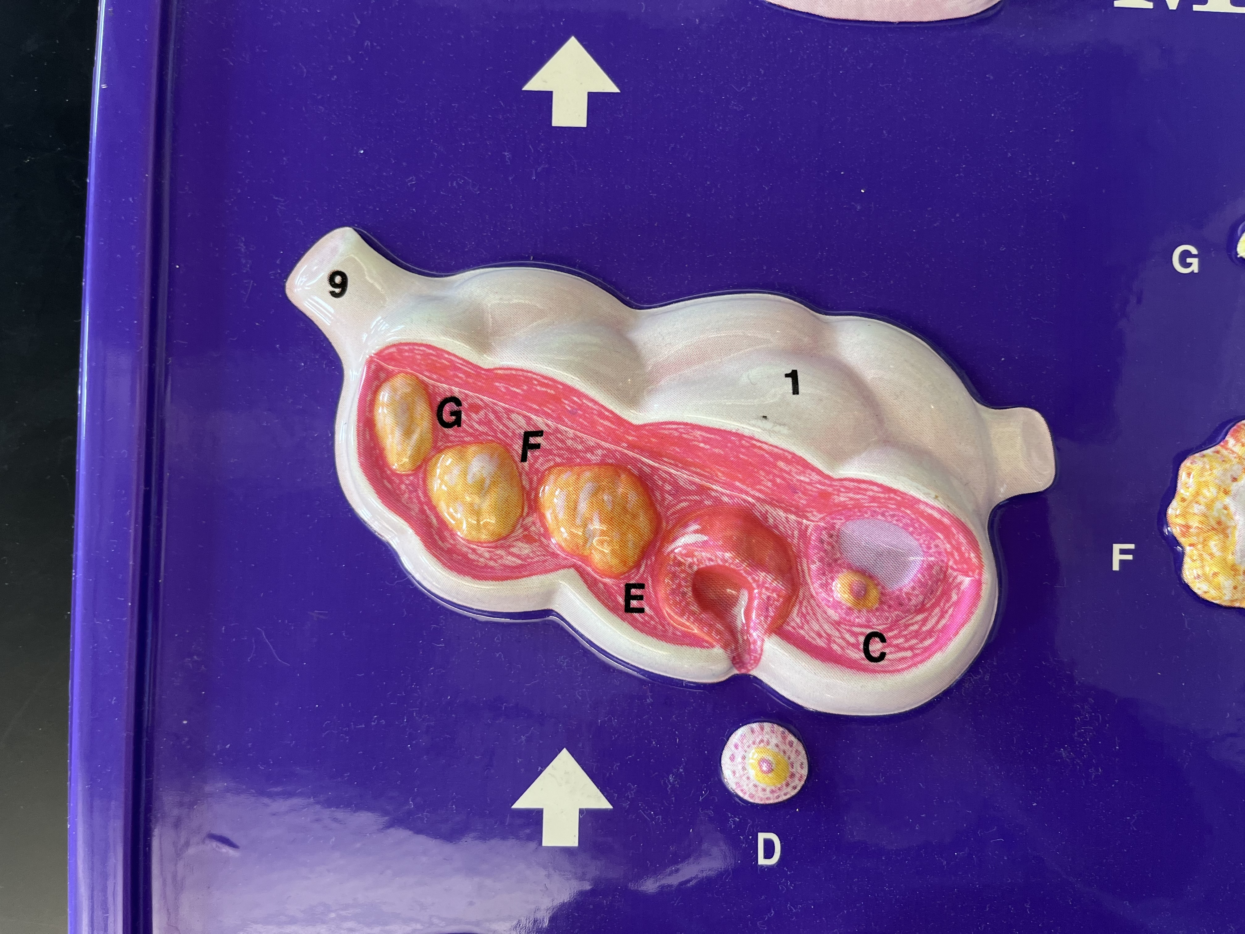 <p>C (i)</p>
