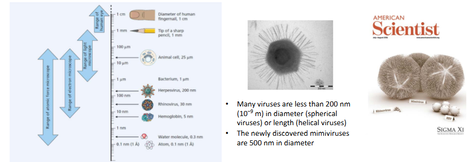 <p>- Viruses are too small to be seen by the human eye, and most are too small to be seen by light microscopy</p><p>- There are exceptions to these rules (e.g mimiviruses)</p><p>- nevertheless, light microscopy is an important tool in virology because it can be used to visualise the effects of virus infection on host cells</p><p>.</p><p>- many viruses are less then 200nm in diameter (spherical viruses) or length (helical viruses)</p><p>- the newly discovered mimiviruses are 500nm in diameter</p>