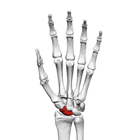 <p>Name this Carpal</p>