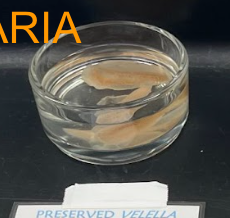 <p>What is this? What class and phylum?</p>