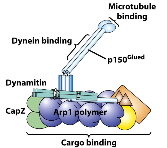 <p>Dynactin complex = multiunit protein complex = intermediate b/w Dynein and cargo </p><ul><li><p>Dynein DOES NOT directly bind to cargo </p></li><li><p>Critical for cytoplasmic Dynein function </p></li><li><p>Mediate attachment of Dynein to cargo</p></li><li><p>~11 proteins</p></li></ul><p></p>