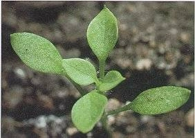 <p>Identify the weed</p>