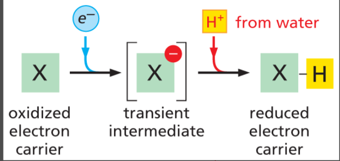 <p>gaining of electrons (ANABOLIC)</p><ul><li><p><u>can occur through the addition of an H or the removal of an Oxygen</u></p></li><li><p>energetically <strong>UNFAVORABLE </strong>= requires energy</p></li></ul><p>always coupled w/ oxidation!</p>