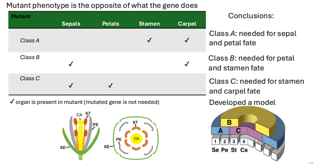 <p>This is a method for classing genes based on the different parts of the plant (whorls) that do not develop properly given a mutation of that gene, giving us a strong idea of the genes role in development</p>