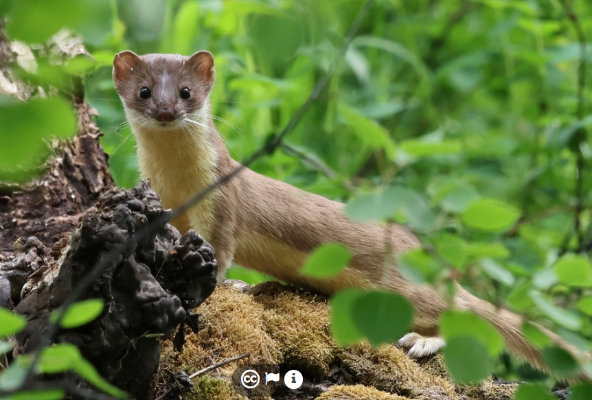 <p>Long-tailed weasel </p>
