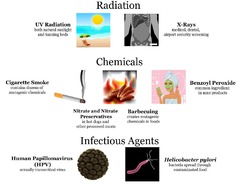 <p>radiation such as UV</p><p>certain chemicals</p><p>certain viruses</p>