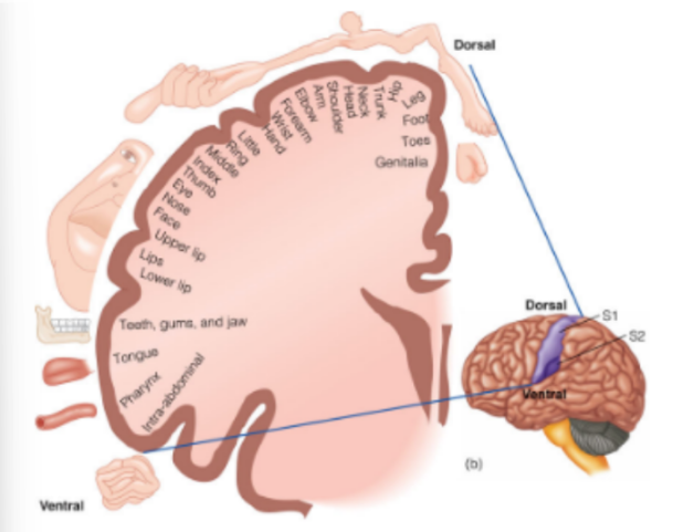 <p>map of the cortex that shows more cortical space being allocated to parts of the body that are more sensitive to detail</p><ul><li><p>by Wilder Penfield</p></li></ul><p>__</p><ul><li><p>cortical space for <u>genitals, hand, and face</u> are large, meaning they are very <u>sensitive</u></p></li><li><p>has a whole set of regions representing structures around the <u>mouth</u></p></li><li><p>shows that the <u>legs </u>are connected to the <u>back</u> and <u>arms</u></p></li></ul><p>____</p><p>for spatial organization:</p><ul><li><p>for vision: retinotopic organization is preserved from the retina up into the V1</p></li><li><p>for hearing: frequency tonotopic organization is preserved from the cochlea up into the A1</p></li><li><p><u>for touch: somatotopic organization is preserved from the skin up into S1</u></p></li></ul><p></p>