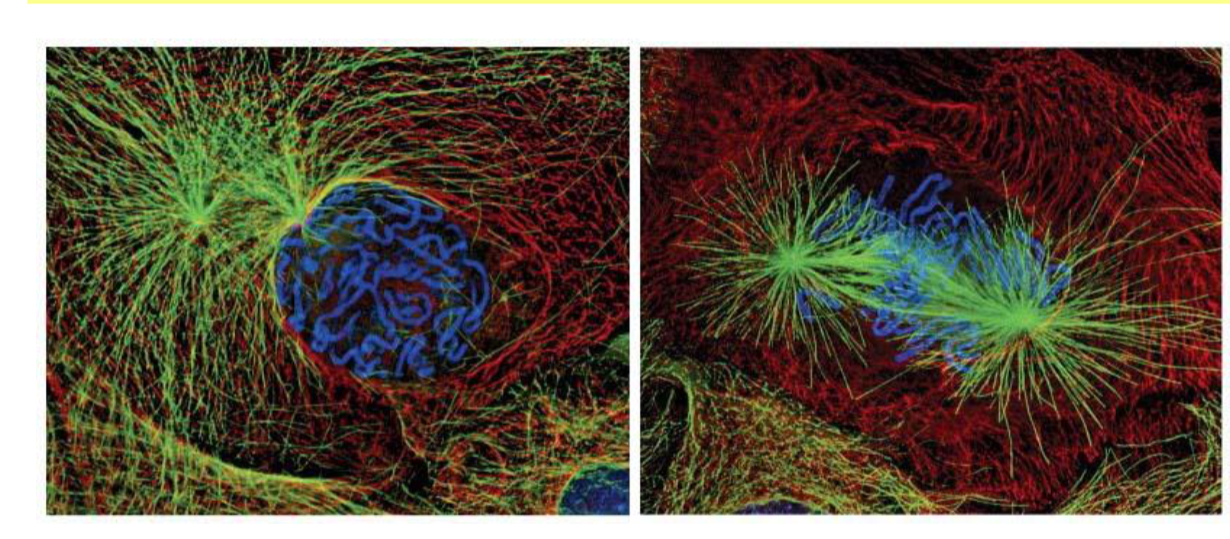 <p>chromosmes condense</p><p>centrosomes assemble </p>