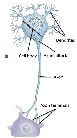 <p><span><strong>Cell body (soma)</strong></span></p><ul><li><p><span>Nucleus, organelles</span></p></li></ul><p><span><strong>Dendrites</strong></span></p><ul><li><p><span>Receive information</span></p></li></ul><p><span><strong>Axons</strong></span></p><ul><li><p><span>send information as electrical signals (action potentials)</span></p></li></ul><p><span><strong>Axon hillock</strong></span></p><ul><li><p><span>Where an action potential starts</span></p></li></ul><p><span><strong>Axon terminals</strong></span></p><ul><li><p><span>Releases neurotransmitters to communicate with other cells</span></p></li></ul><p></p>