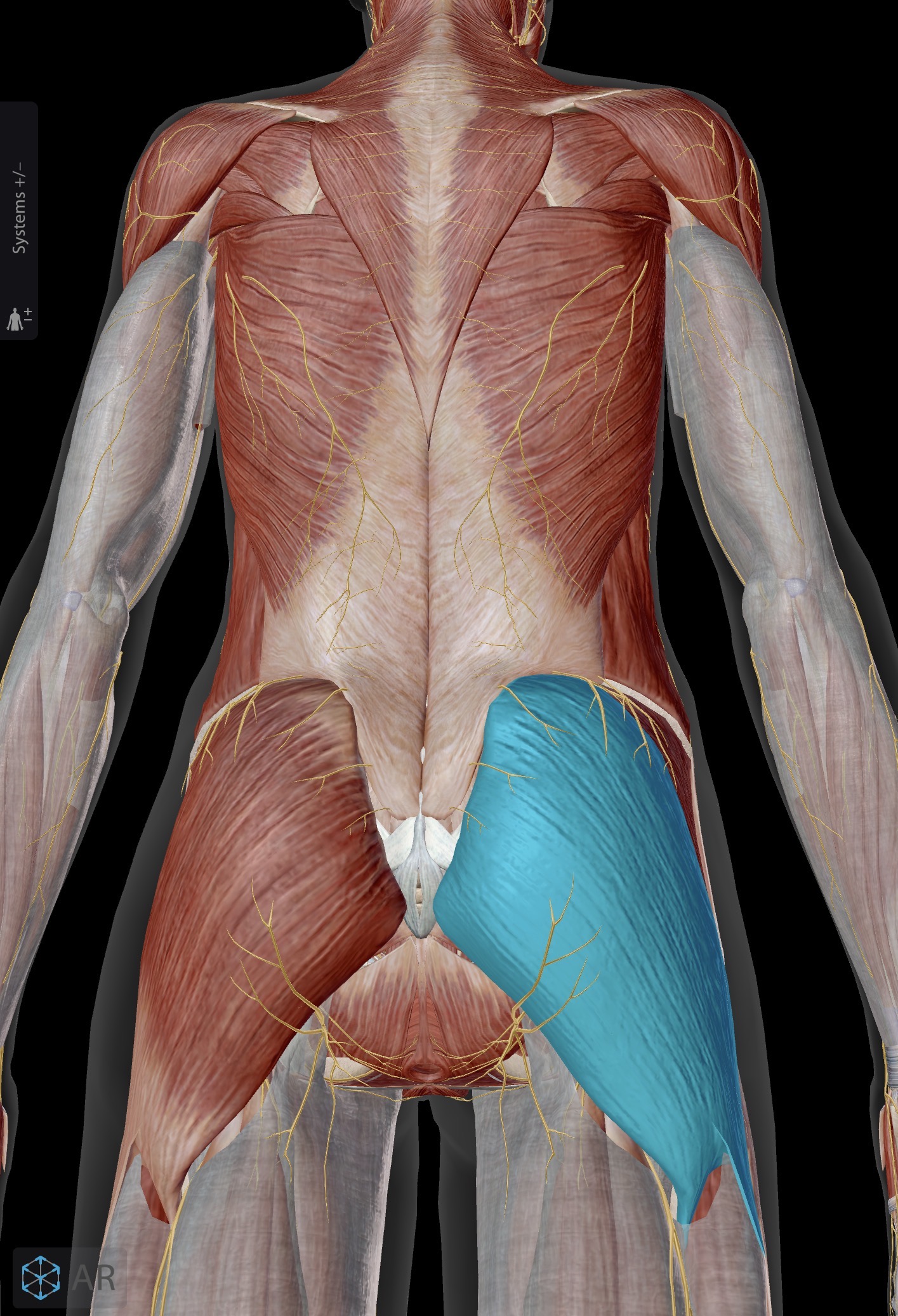 <p>Name the muscle and corresponding letter ( O = origin, I = insertion, A = actions, IN = innervation)</p><p>O</p><p>I</p><p>A</p><p>IN</p>
