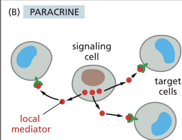 <p>Its a local mediator and signal molecules regulating the inflammatory response work in this manner </p>