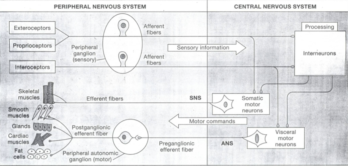 <p>detect things outside the body (touch, temperature, pain, pressure)<br>send info through afferent fibers (info TO the CNS)</p>