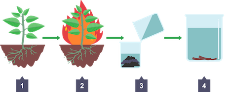 <p>plants used to absorb metal ions from ground using roots</p>