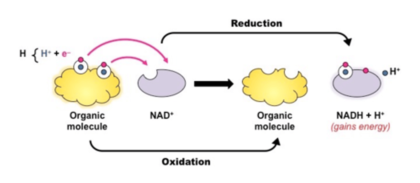 <p>reduced NAD and FAD</p>