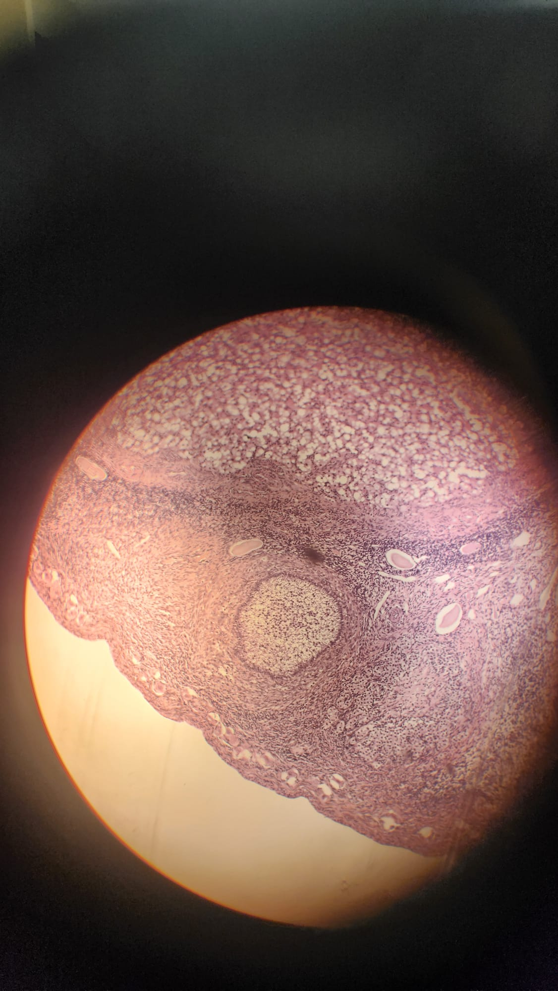 <p>Which organ is this?</p>