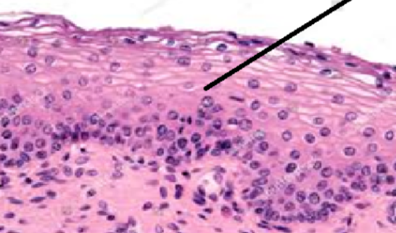 <p>ID Tissue (be specific)</p>