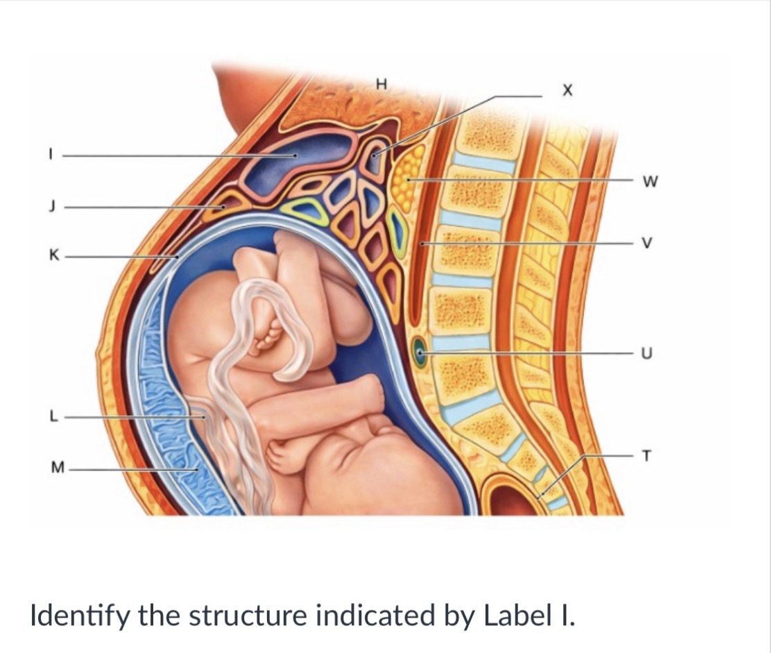 <p>Liver</p><p></p><p>Kidney</p><p>&nbsp;</p><p>Stomach</p><p>&nbsp;</p><p>Small intestine</p>