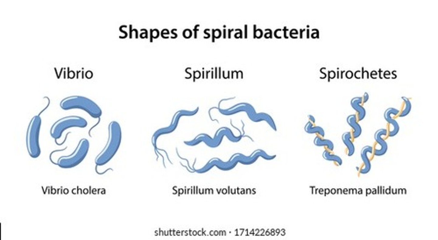 <p>A bacterium with a curved or spiral shape.</p>