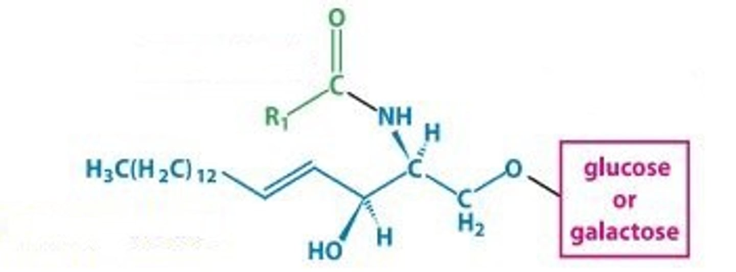 <p>Glycosphingolipids with one sugar</p>