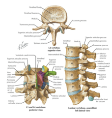 <p>found on the posterior aspect of the superior articular processes of the lumbar vertebrae</p>