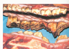 <ul><li><p>grinding and rotational chewing movement - consider the drastic effect of there being a missing tooth </p></li></ul><p></p>