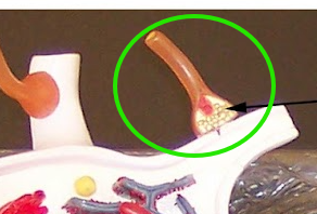 knowt flashcard image