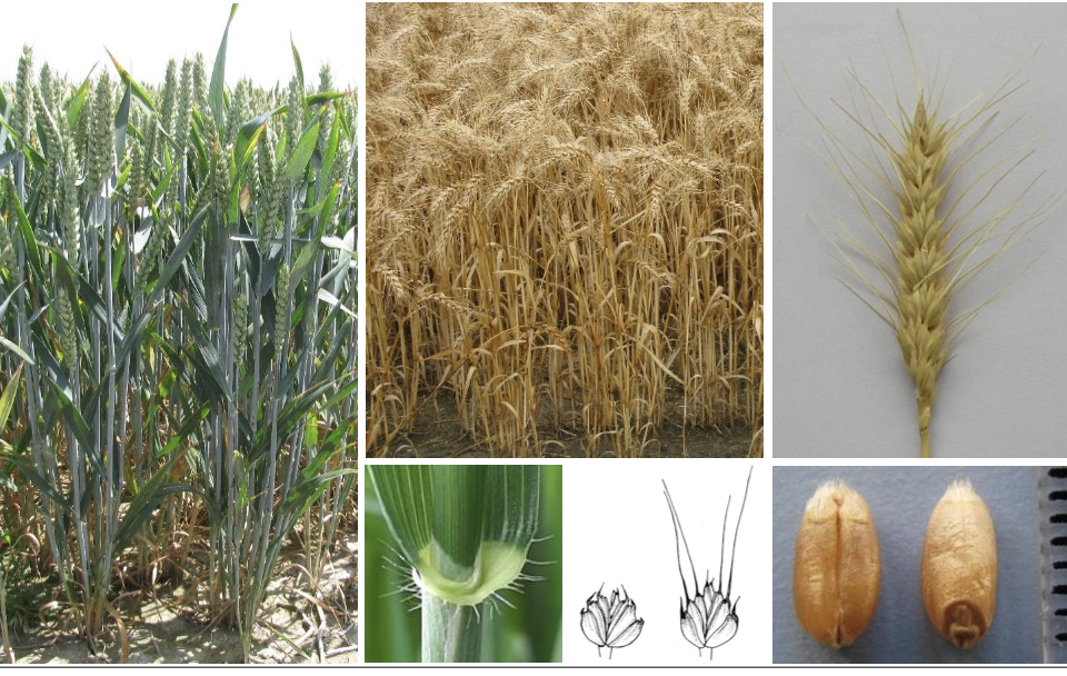 <p><strong>Plant family:</strong> Poaceae<br><strong>Life cycle:</strong> Annual<br><strong>Key persistence/spread:</strong> Seed only<br><strong>Farming systems:</strong> Arable cropping (grain production)</p><p><strong> How to identify</strong></p><p>It is an erect, tillering cereal with a denser growth habit than barley or oats. Stands are often uniform and medium to dark green, forming a closed canopy under good nutrition.</p><p>Leaves are flat and smooth to slightly rough. Wheat has short auricles that clasp the stem, but they are usually smaller and less obvious than those of barley. The emerging leaf is rolled, not folded.</p><p>The seed head is a compact spike, thicker than barley. Depending on cultivar, awns may be absent or short and fine. Even awned, it never appears as bristly as barley.</p><p>It is most easily confused with barley at early growth stages; at heading, the shorter or absent awns and thicker head distinguish it.</p>