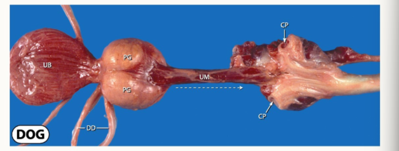 <p>What can we identify in this dog sample</p>
