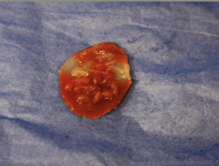 <p>Identify this scat</p>