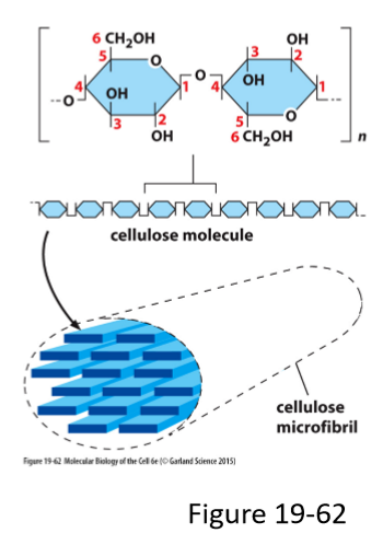 <ul><li><p>Polysaccharide</p></li><li><p>Formed by cross-linked glycans</p></li><li><p>Glucose molecule is inverted with respect to neighboring glucose</p></li></ul><p></p>