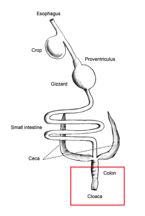 <ul><li><p>combined outlet for fecal/urinary excretion</p></li></ul><p></p>