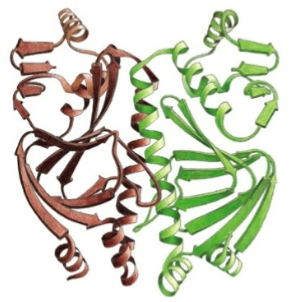 <p>Combination of multiple protein units</p>