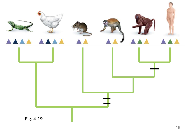 <ul><li><p>cone opsins: visual pigments </p><ul><li><p>different animals have varied opsins, allowing them to see different wavelengths </p></li></ul></li><li><p>Opsins are mapped at branch tips </p></li></ul><p></p>