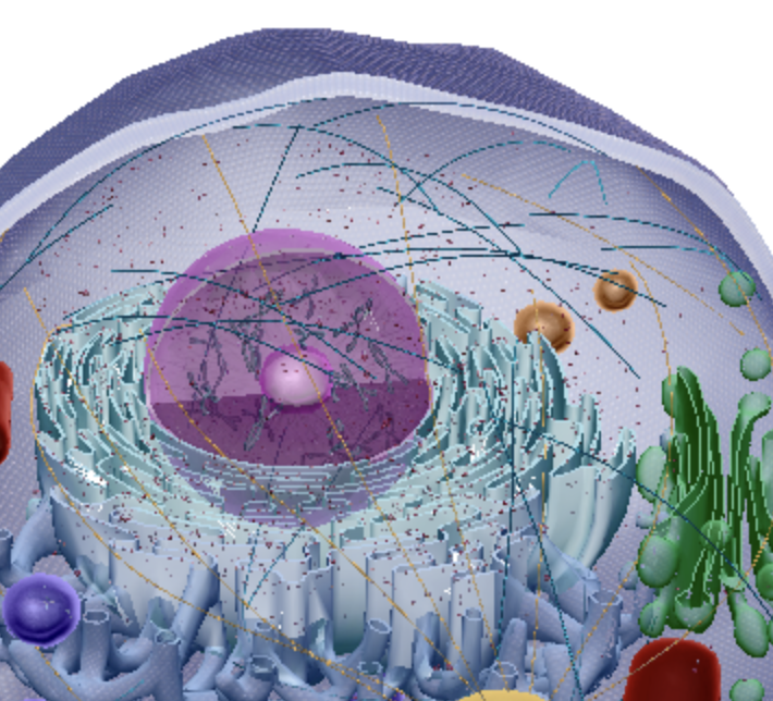 <p>Microfilaments</p>