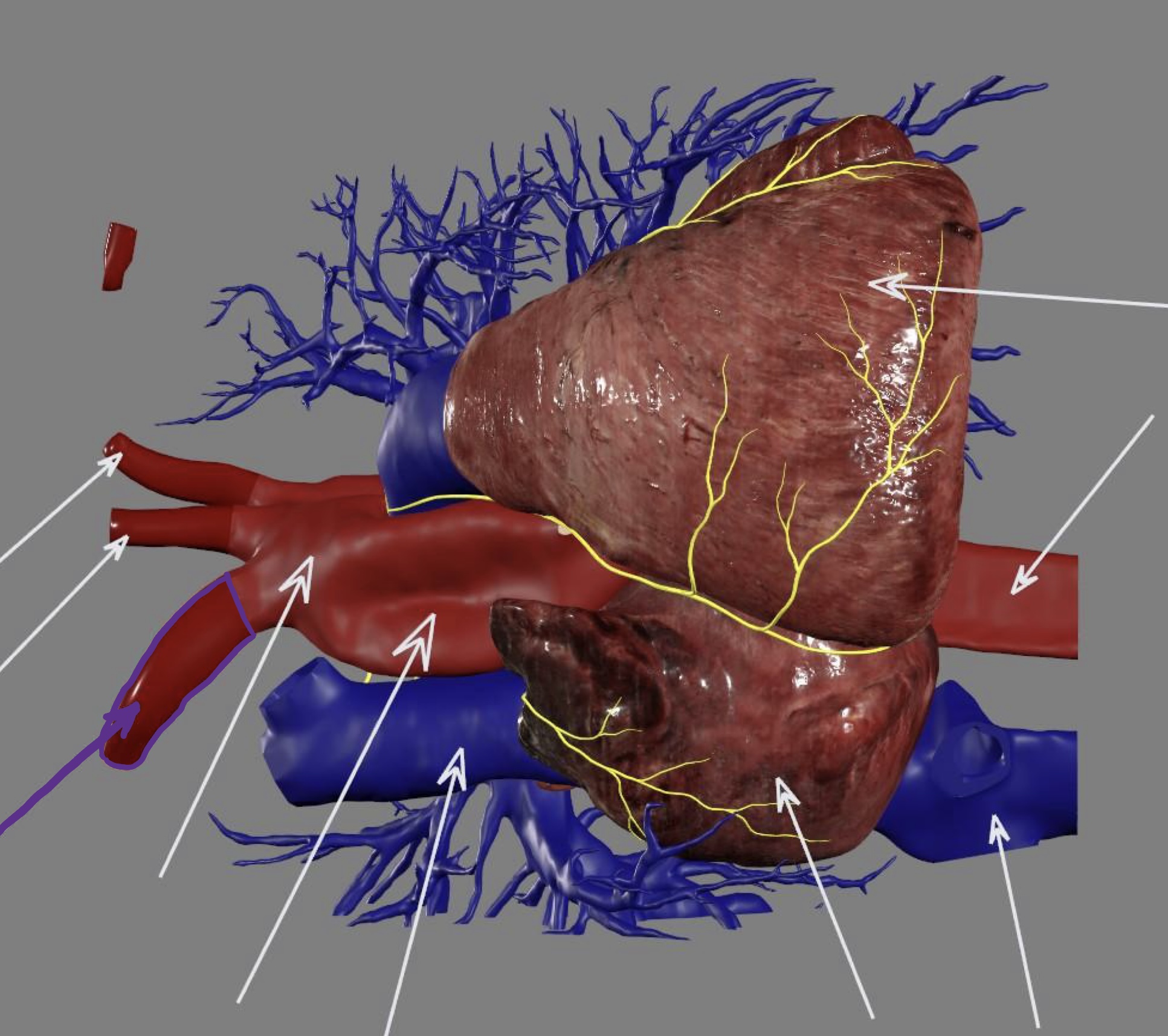 <p>great artery</p><ul><li><p>aortic arch</p></li></ul><p></p>