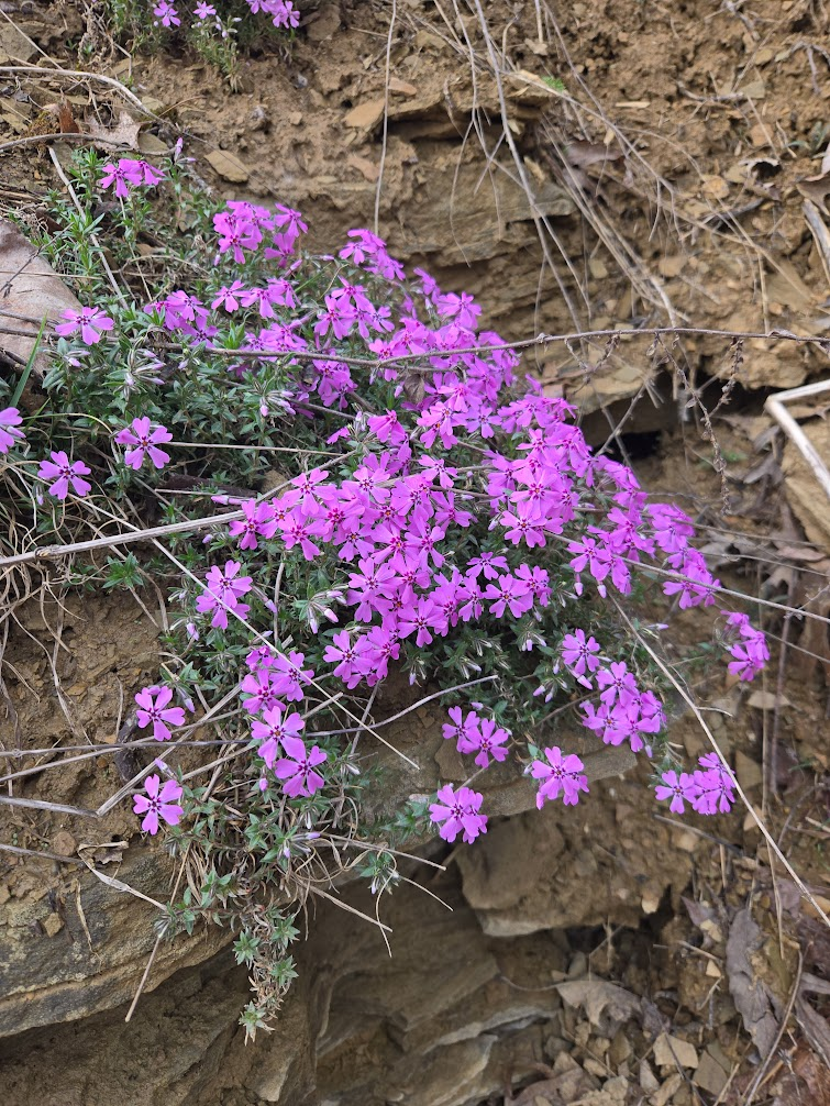 <p><strong>(<em>Phlox subulata</em>)</strong> – Low, mat-forming plant with needle-like leaves and bright pink/purple/white flowers. Dry, rocky slopes and gardens. <strong>Autotroph; spreading groundcover.</strong><br><strong>Uses:</strong> Ornamental; pollinator support.</p>