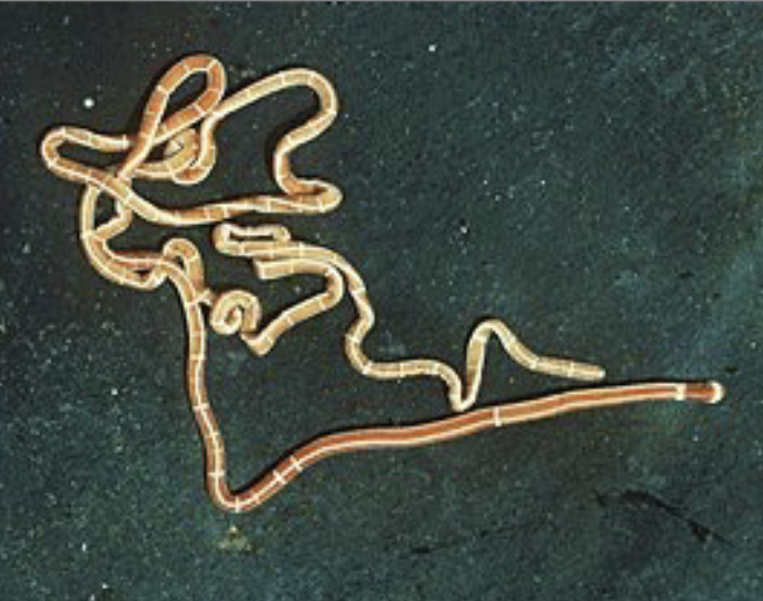 <p>Phylum Nemertea (ribbon worms)</p>