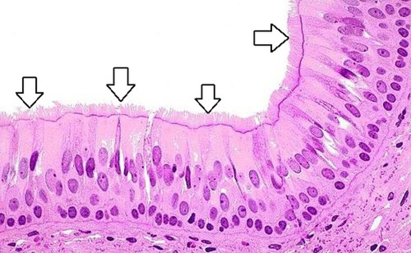 <p>The hairlike projections on the outside of cells that move in a wavelike manner</p>
