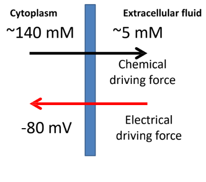 <p>The electrical driving force on K+ is still inwardly directed since K+ is positive.</p>