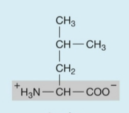 <p><strong>Hydrophobic</strong> (<strong>nonpolar</strong>) neutral amino acids </p>