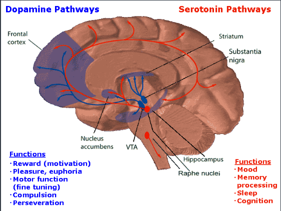 <p><span>The </span><span style="color: mediumseagreen !important;"><strong>mesolimbic</strong></span><span> pathway </span><strong>mediates drug addiction</strong></p>