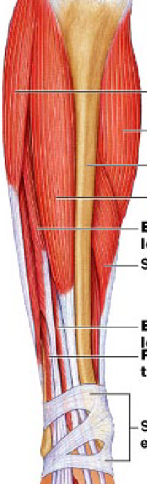 <p>fibularis longus</p>